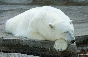 Image showing Polar bear