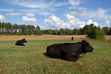 Image showing cow