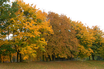 Image showing leaves