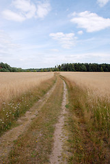 Image showing Path in the field