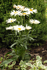 Image showing flowers in my garden