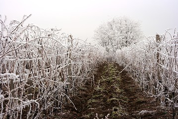 Image showing Grapeyard