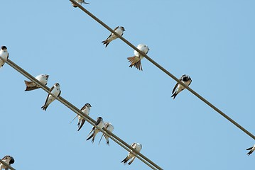 Image showing Birds