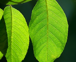 Image showing Leaves