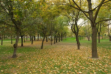 Image showing Autumn