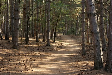 Image showing Forest