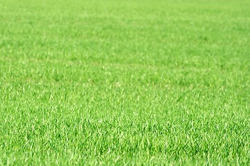 Image showing Grass