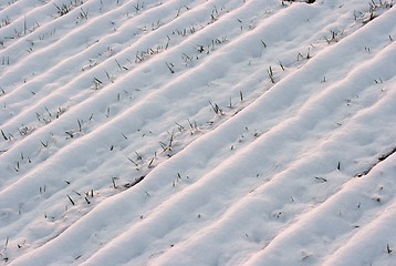 Image showing Snow