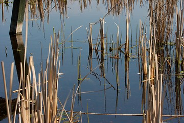 Image showing Swamp