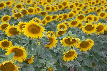 Image showing Sunflowers