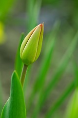 Image showing Tulip