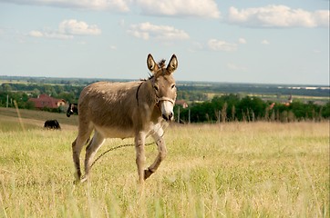 Image showing Donkey