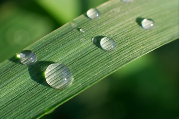 Image showing Grass