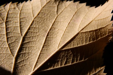 Image showing Leaf