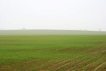 Image showing Foggy