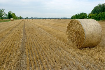 Image showing Bails