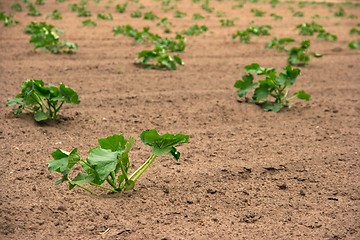 Image showing Agriculture