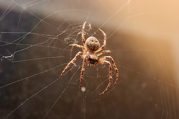 Image showing Spider