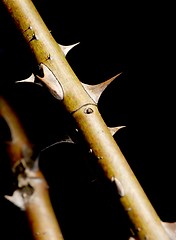 Image showing Thorns