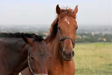 Image showing Horses