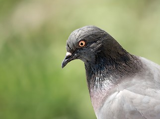 Image showing Bird