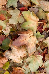 Image showing Leaves