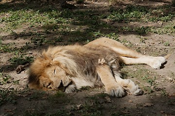 Image showing Lion