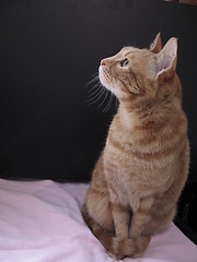 Image showing cat sitting in front of a black card, 1