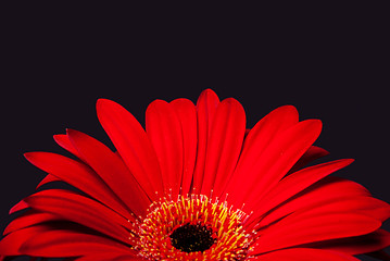 Image showing Red daisy gerbera flower