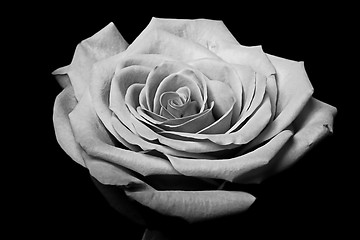 Image showing Blacwhite rose flower on black