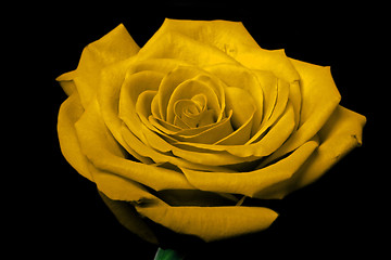 Image showing Yellow rose flower on black