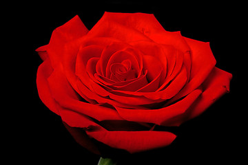 Image showing Red rose flower on black