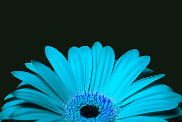 Image showing Cyan blue daisy gerbera flower