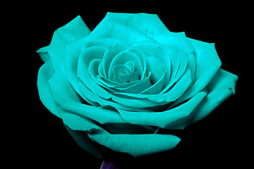 Image showing Cyan blue rose flower on black