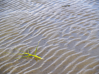 Image showing plant on the sand 