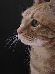 Image showing cat sitting in front of a black card, 2