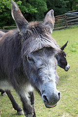 Image showing Donkey