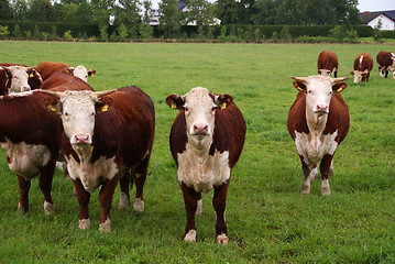 Image showing Cattle Grazing