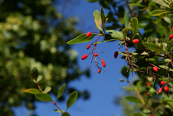 Image showing Berberis Berries