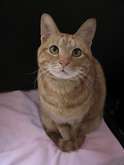 Image showing cat sitting in front of a black card, 3