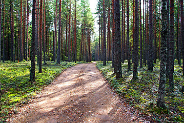 Image showing Forest Path