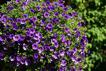 Image showing Million Bells Hanging