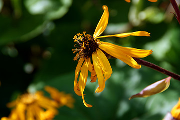 Image showing Ligularia Flower in Autumn