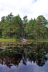 Image showing Pine Lake Symmetry