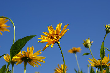 Image showing Yellow Oxeye Sunflowers (Heliopsis helianthoides)