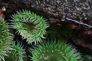 Image showing Sea Anemones in Tide Pool