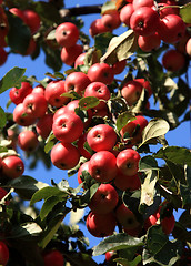 Image showing Apples on the apple tree