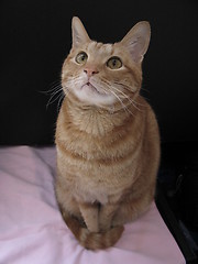 Image showing cat sitting in front of a black card, 4