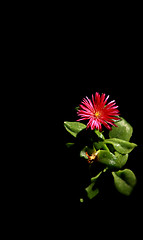 Image showing Red flower on a black background