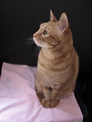 Image showing cat sitting in front of a black card, 5